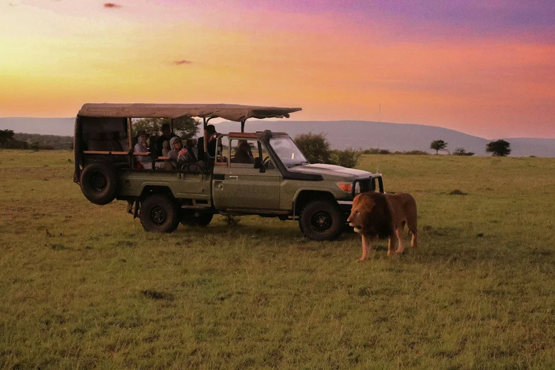 Lions beside a safari vehicle at sunset