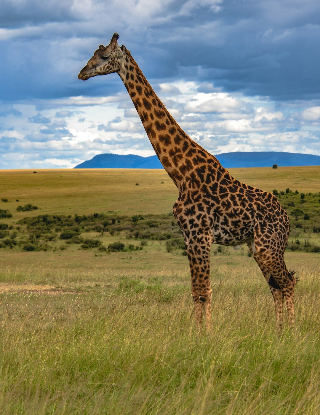 A giraffe on an open plain beneath a dramatic sky