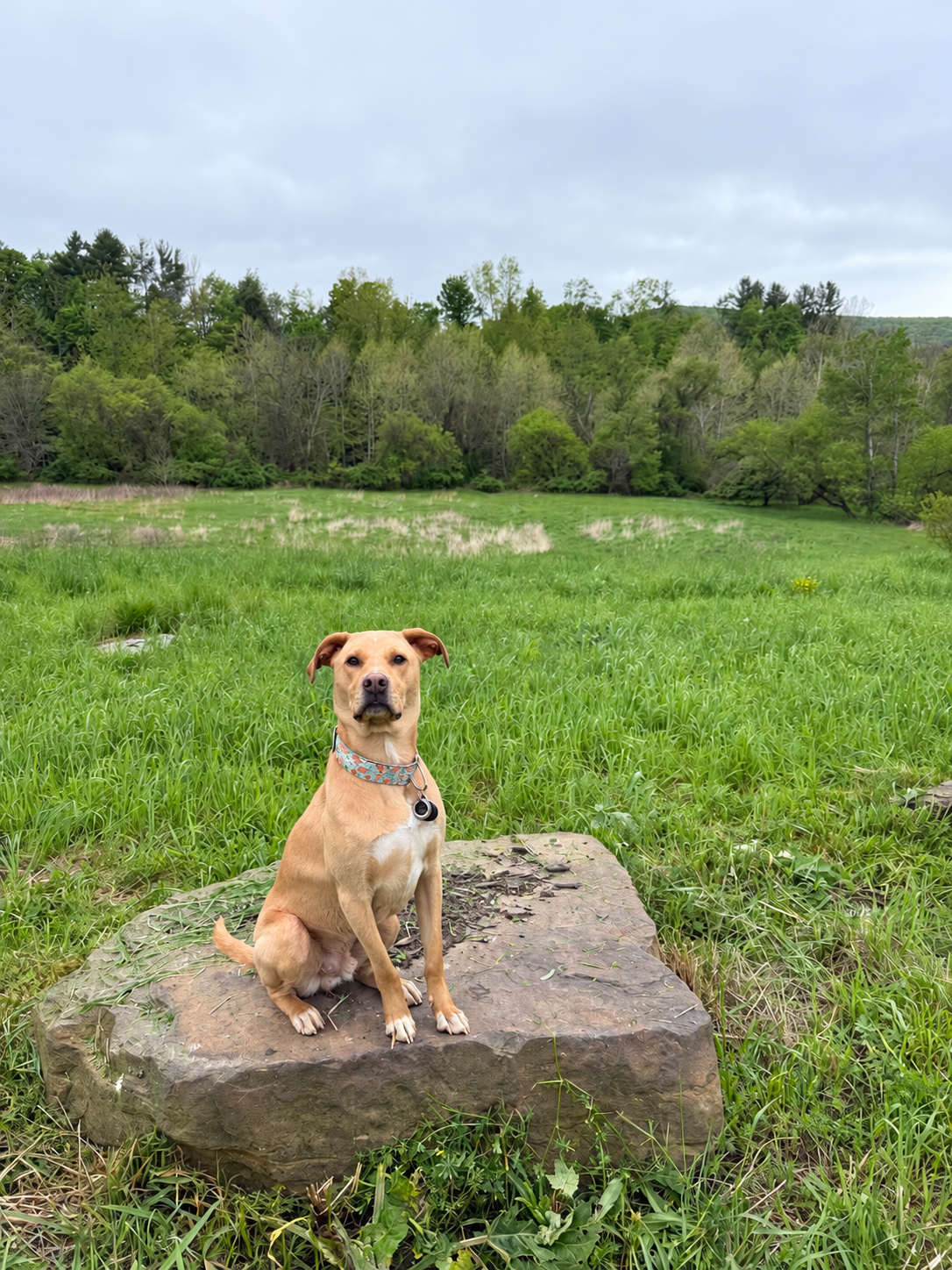 Noodle sitting on a rock in a green meadow.
