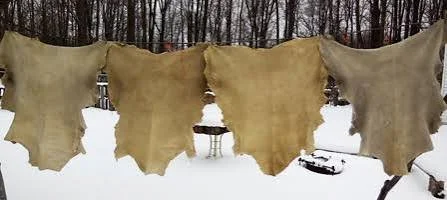 Four pale hides hanging outdoors above snow