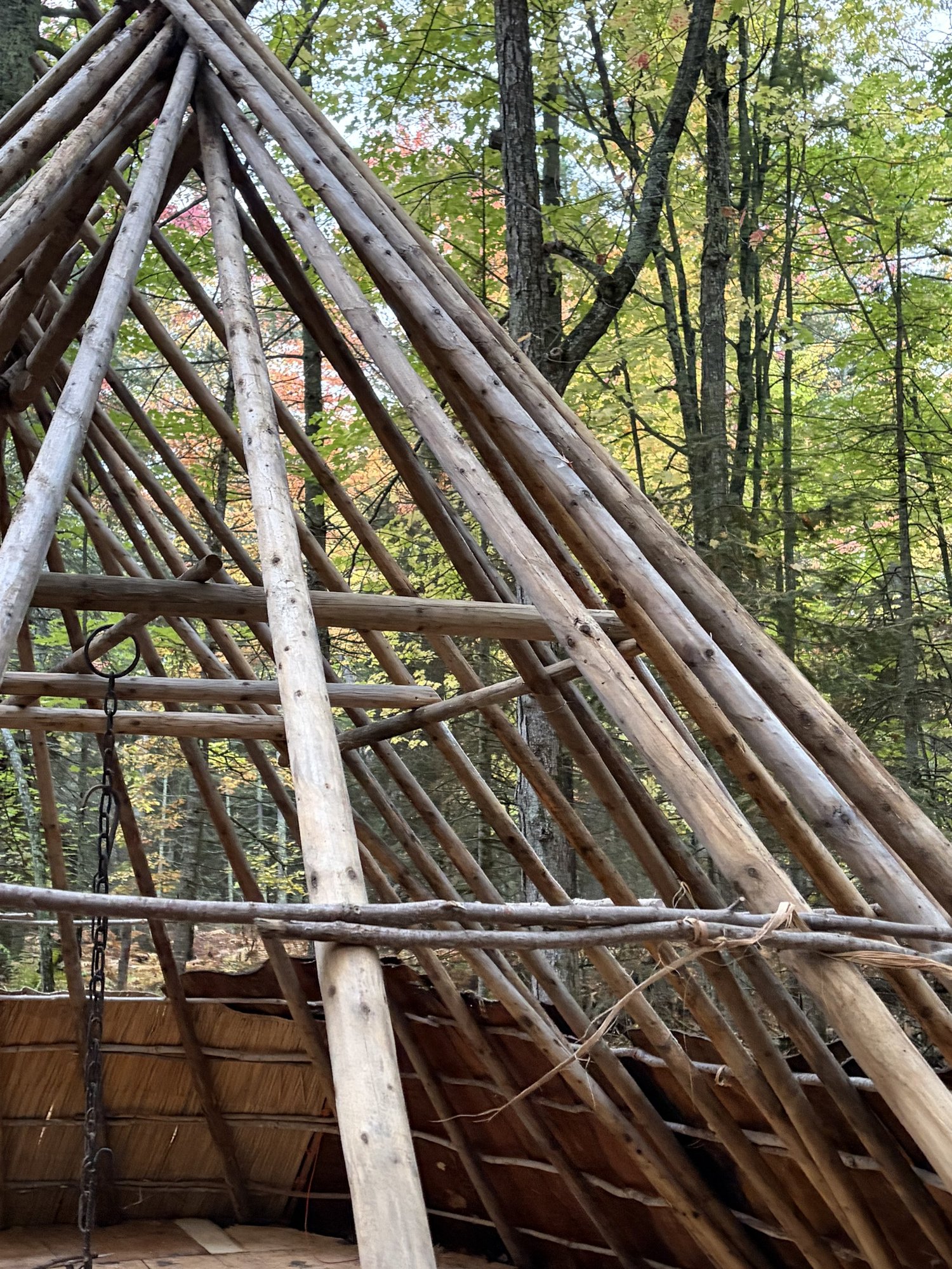 Spruce poles and saplings forming the uncovered framework of Birch House among autumn trees
