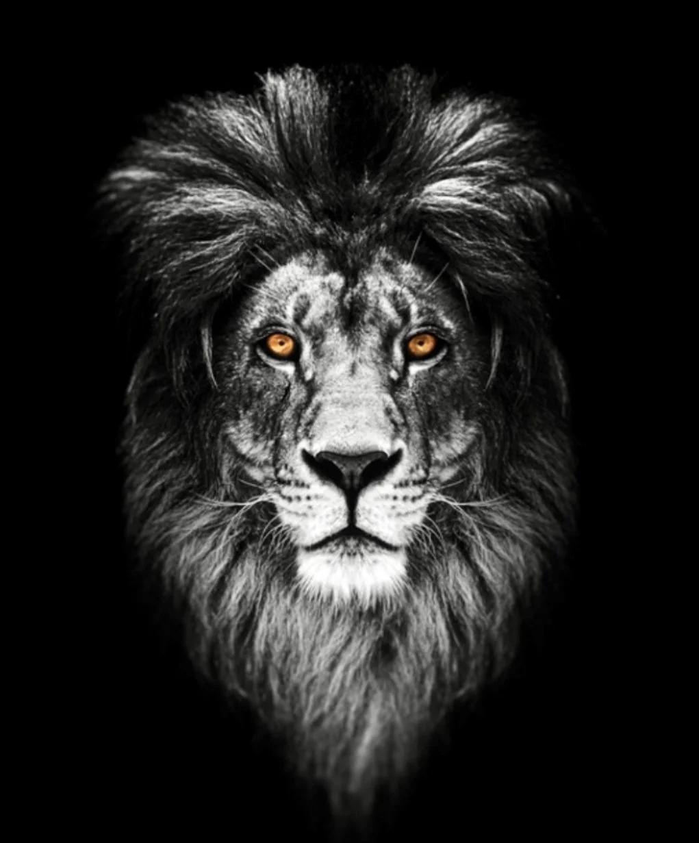 Invictus lion with amber eyes