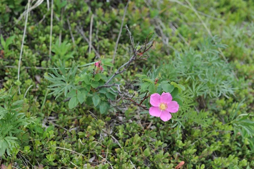 A pink prickly rose flower and compound leaves beside a trail near Whitehorse, Yukon.