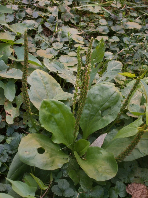 Broadleaf plantain with broad ribbed leaves and upright flower spikes.