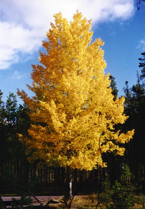 A trembling aspen with golden autumn foliage in Jasper National Park, Alberta.