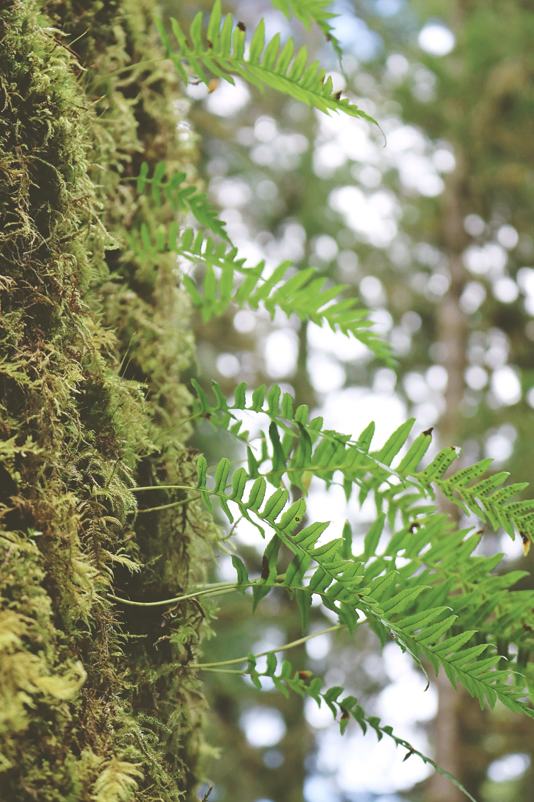 Green fern fronds growing beside a moss-covered tree trunk.