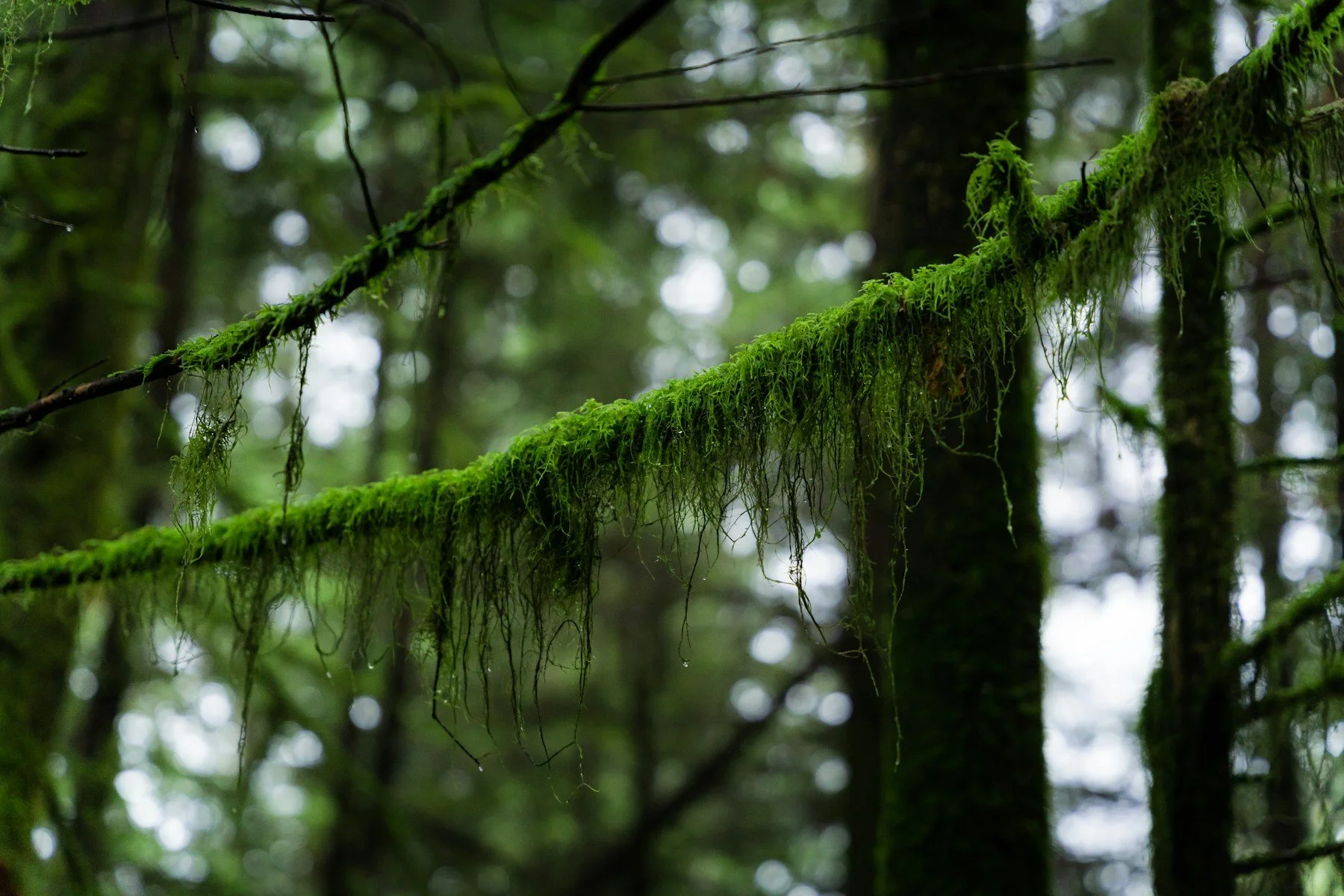 Moss draping a branch in a forest in Belcarra, British Columbia.