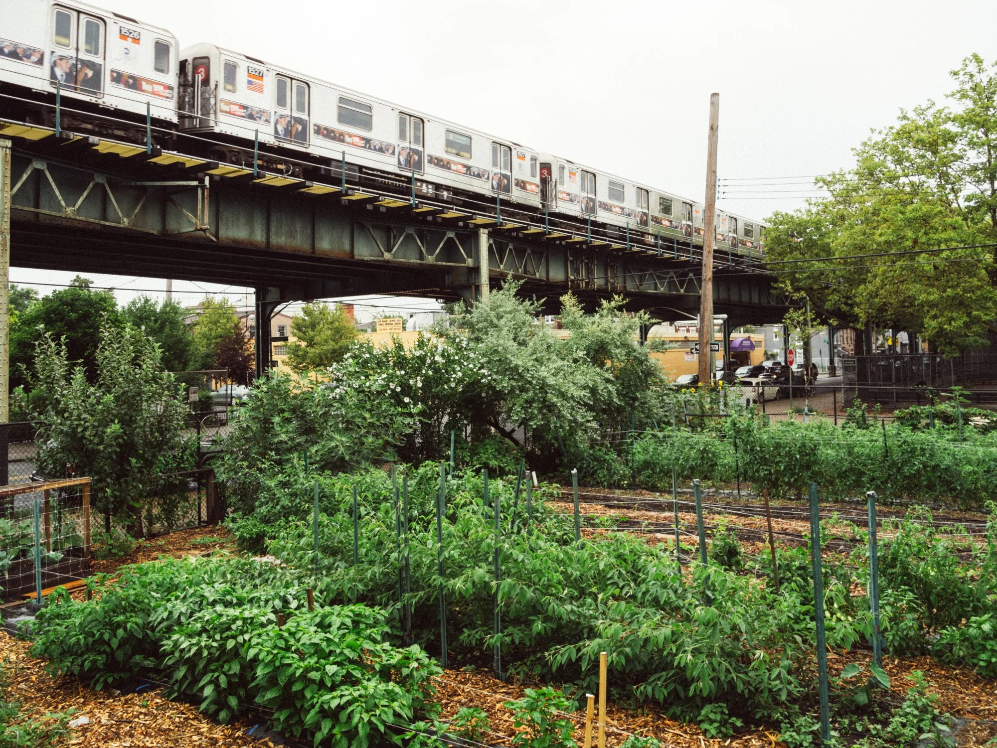 Bklynr Issue 33: Q&A: David Vigil of East New York Farms