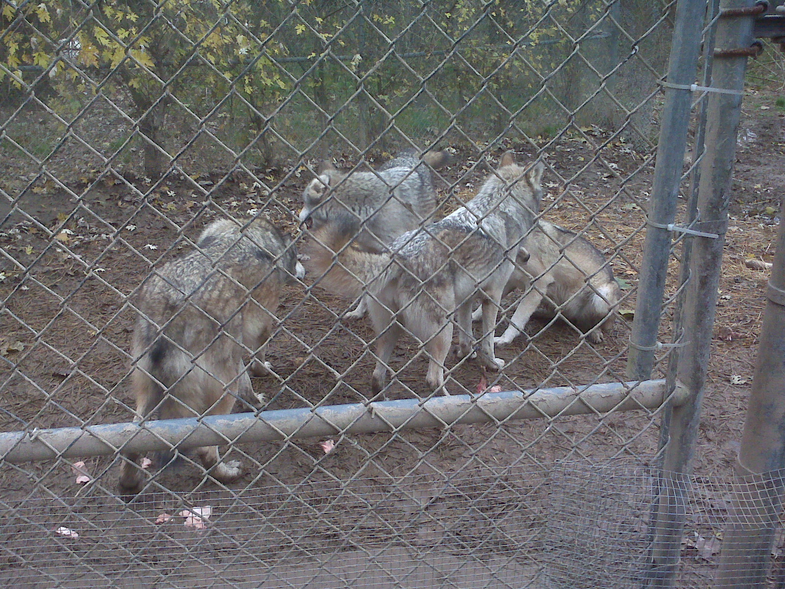The Wolf Sanctuary