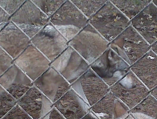 The Wolf Sanctuary