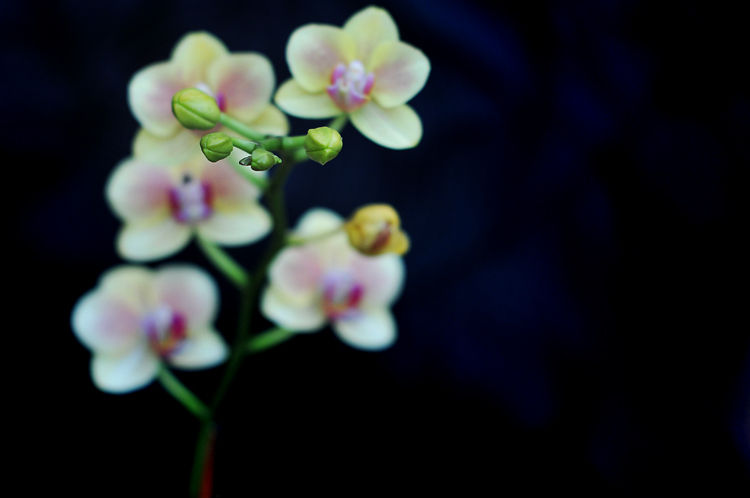 list #33: 4 things that i can totally do, but serve no purpose other than allow me to put them on this list