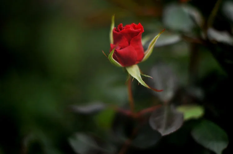 the changing nature of photography