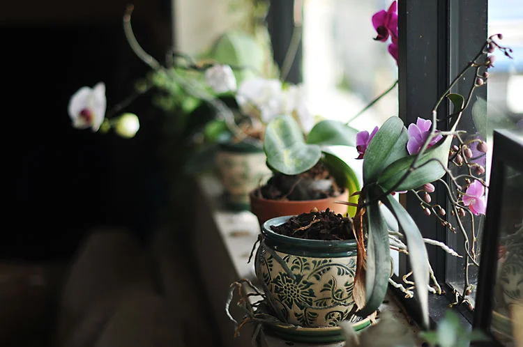 solo business lunch:  té house of tea
