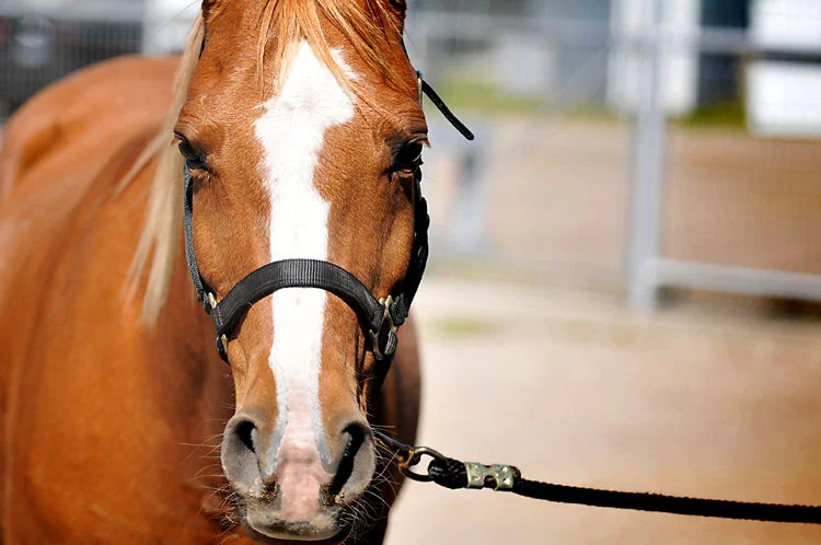 a horse tale
