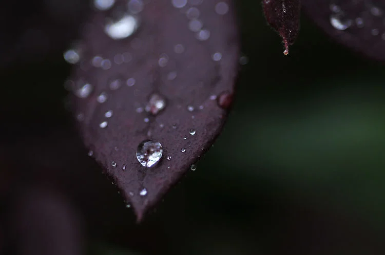 random thoughts: on rebirth and evolution