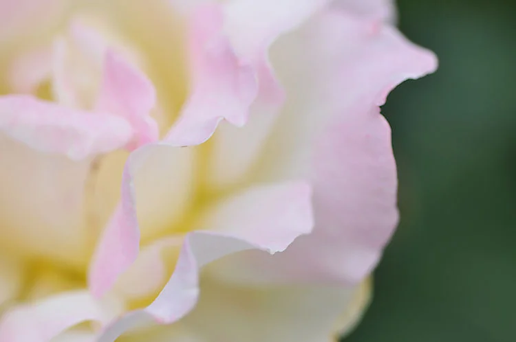 the call of a slower pace