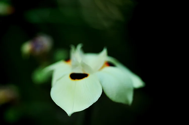 favourite images from around our house these past few evenings