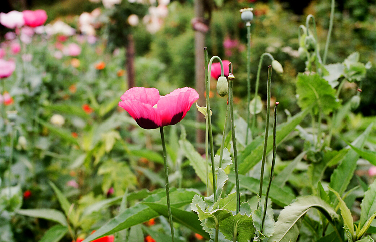 hasselblad friday, roll #14:  claude monet's gardens