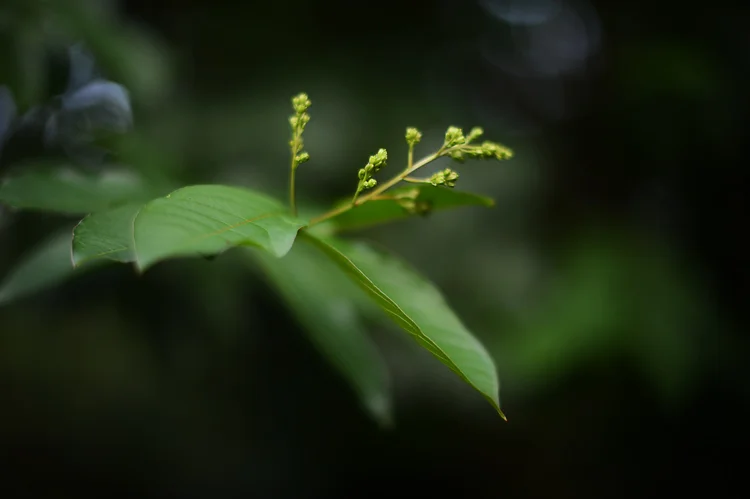 some d4 shots around our garden and thoughts on photography before hitting the road (again)
