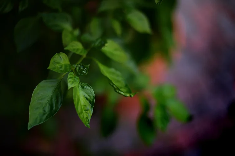 the tale of the pimentos (& limes)