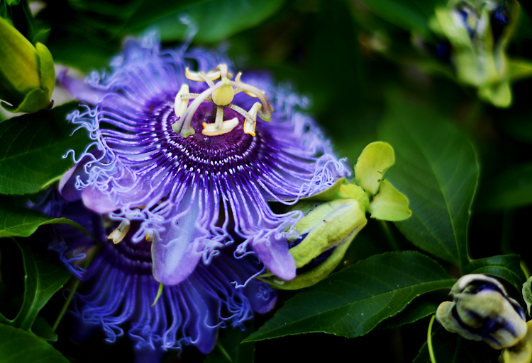 random thoughts: of passions, impulses and involuntary actions