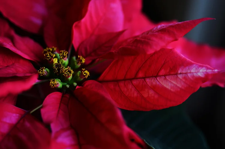 merry christmas, happy holidays, happy new year