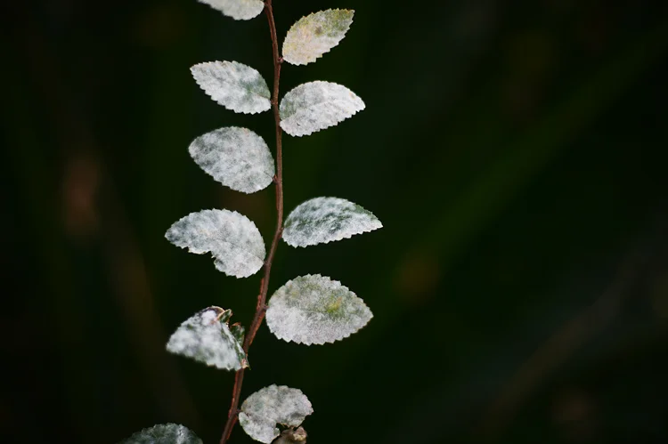 130101leaf.jpg