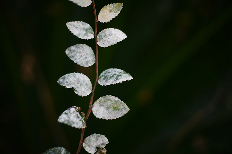 a photography resolution, of sorts (3/365)