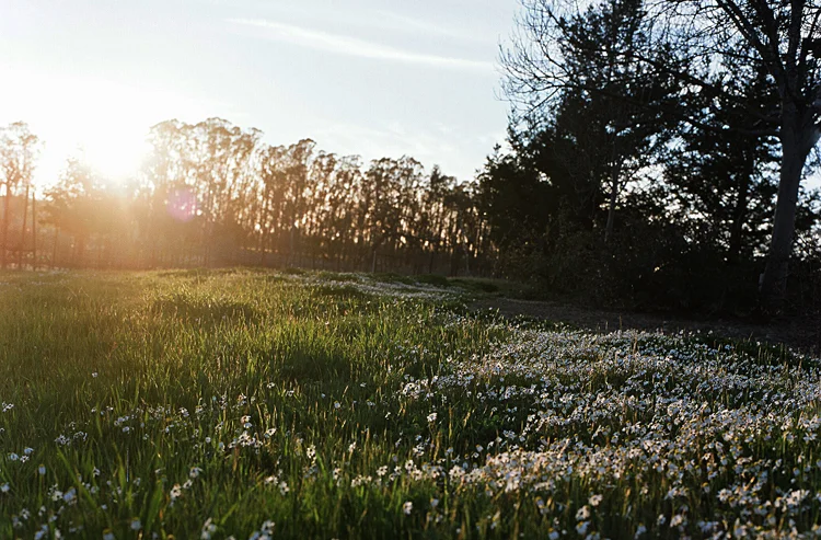 make your moment & hassleblad friday, roll #20: the sonoma edition (& the difference between film & digital)
