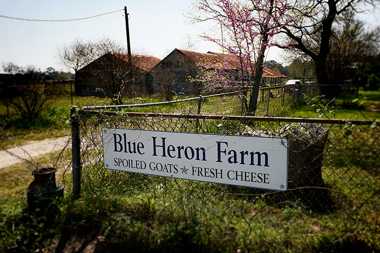 blue heron farm (cheese!!)