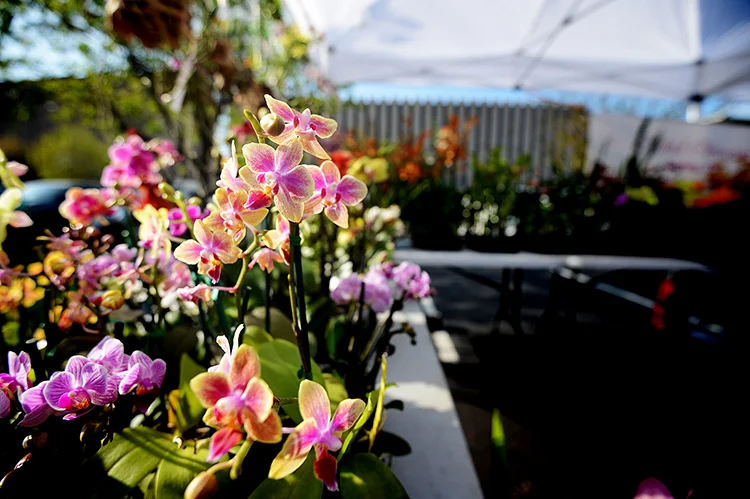 130401orchids1.jpg
