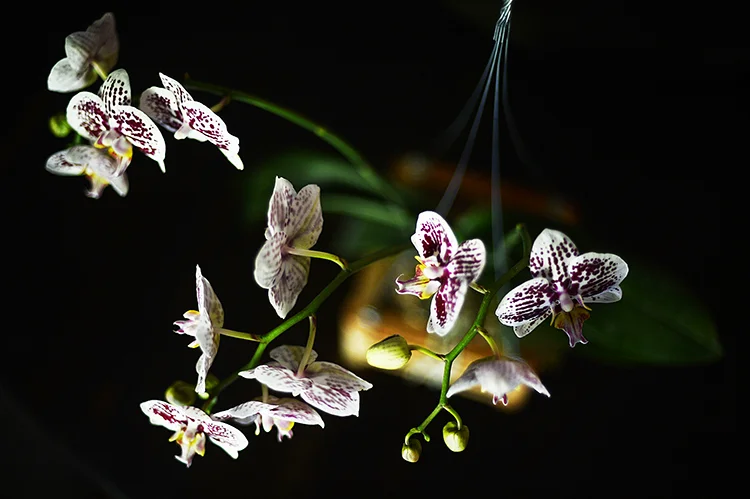 130401orchids4.jpg