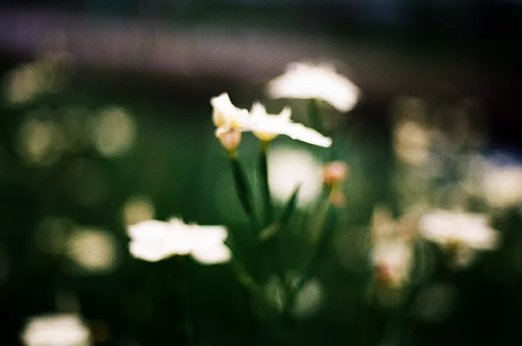 Focusing is obviously still an issue for me with this manual camera and lens. Nonetheless, I like this "mistake," so I thought I'd share. Sometimes, focus is overrated, I think.
