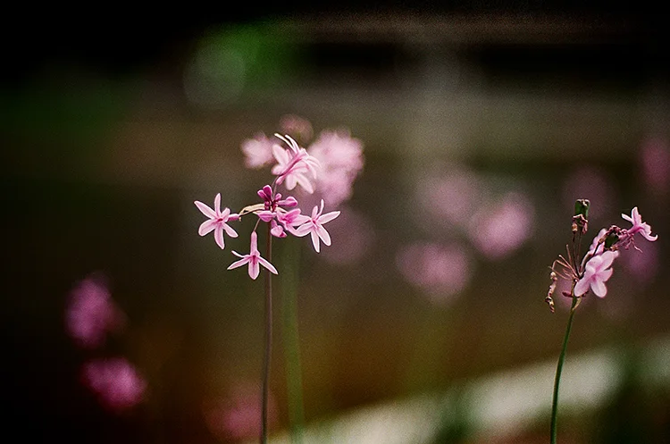 Managed to get the focus a bit better on this shot.