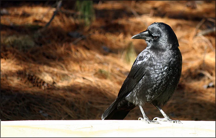 "january crow" by michael douglas jones (damascas, maryland, usa)