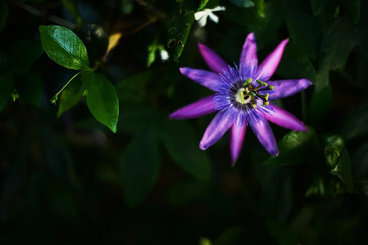 national photography month, and the beauty of different worldwide virtual photo exhibit