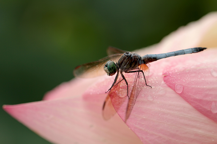 "dragonfly on lotus" by lara allee (washington dc, usa)