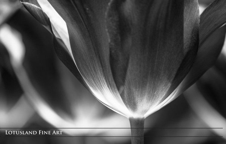 "underside of a tulip (b&w)" by wanda lotus (brooklyn, new york, usa)