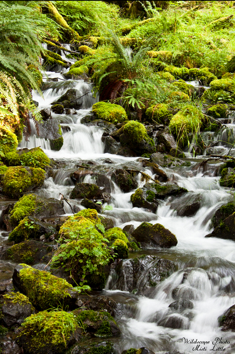 "mineral creek falls" by misti little (hoh rainforest, olympic national park, washington, usa)