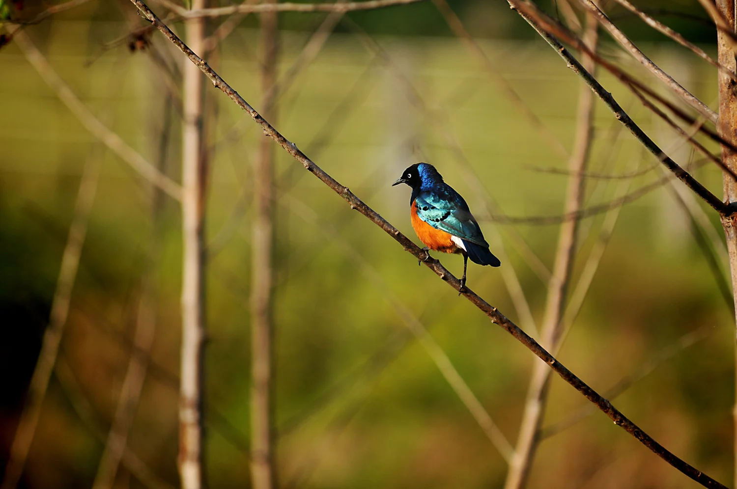 kenya059.jpg
