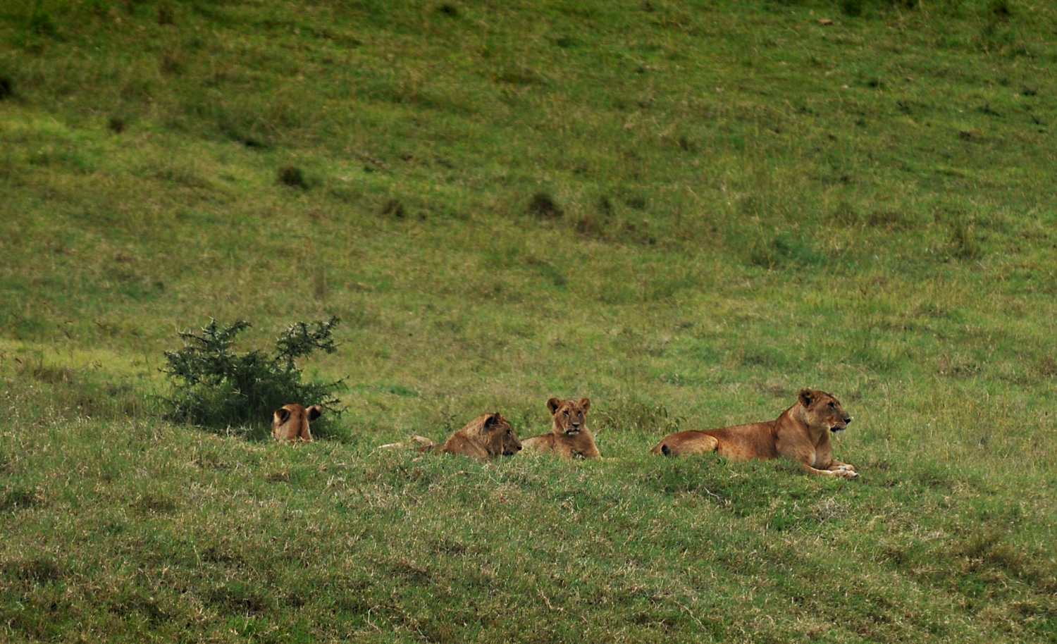 kenya055.jpg