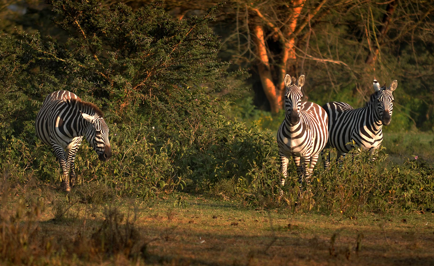 kenya056.jpg
