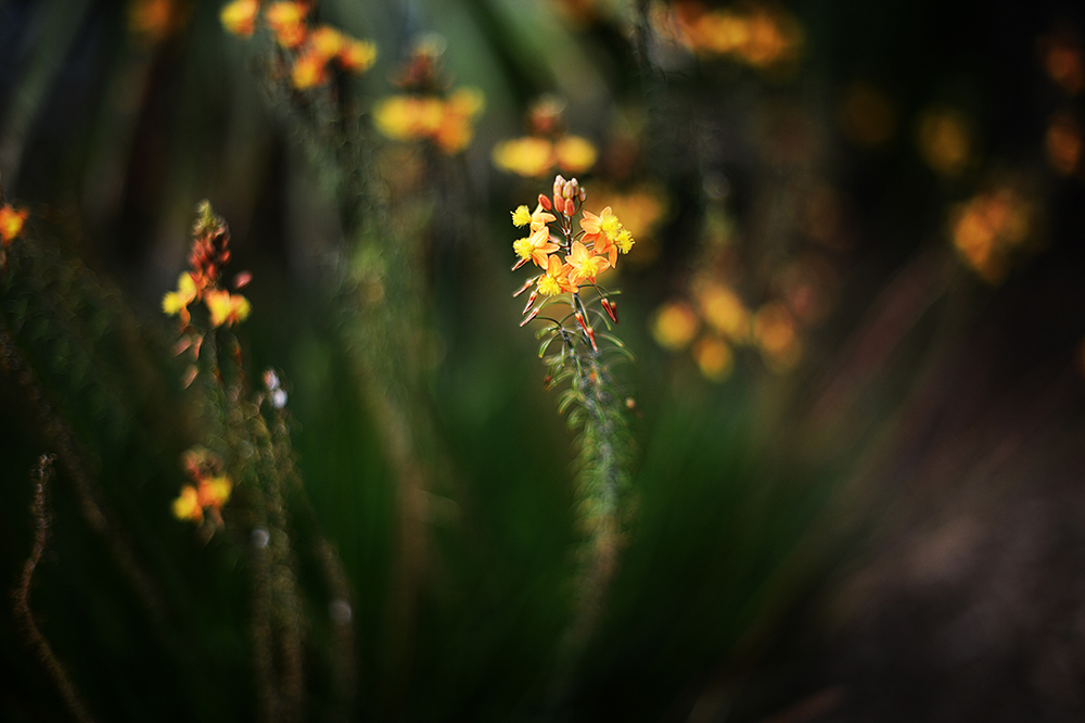 130814yelloworange.jpg