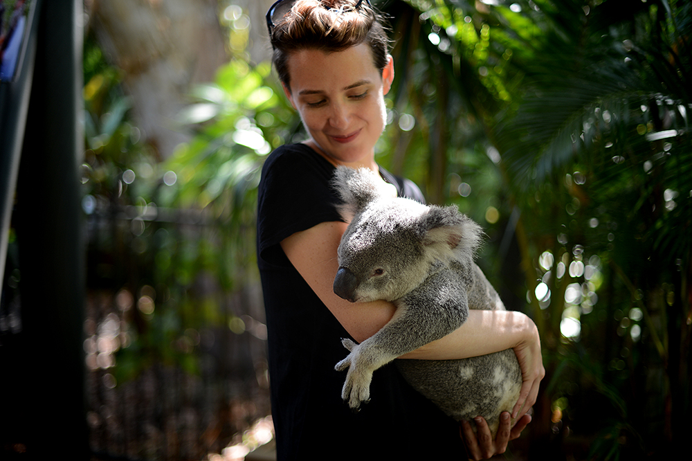131022koala1.jpg