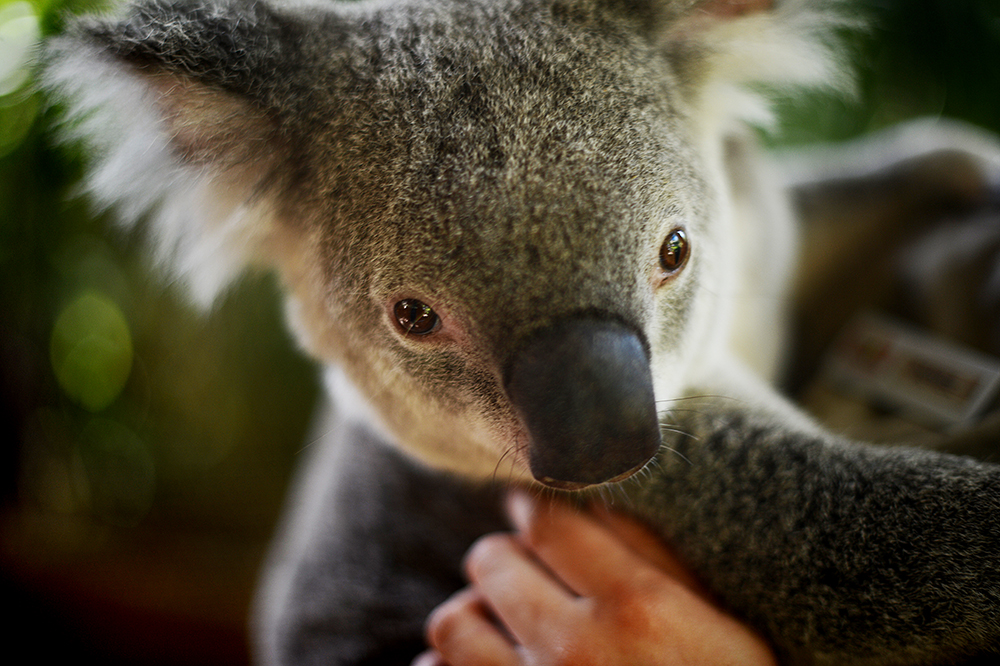 131022koala2.jpg