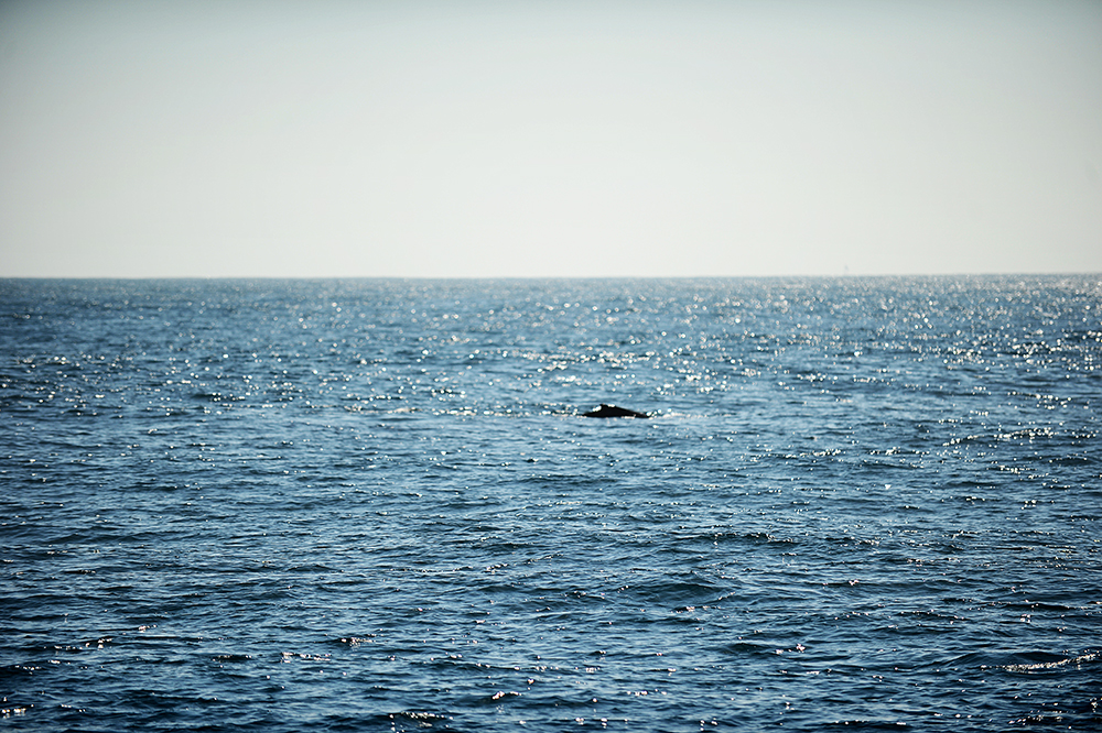 131023whales2.jpg