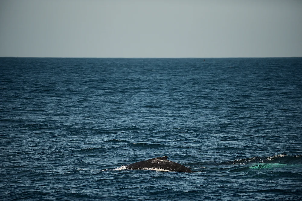 131023whales4.jpg