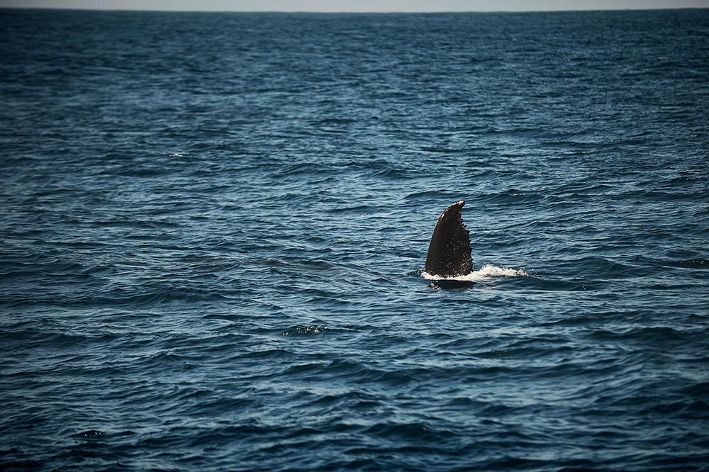 131023whales6.jpg