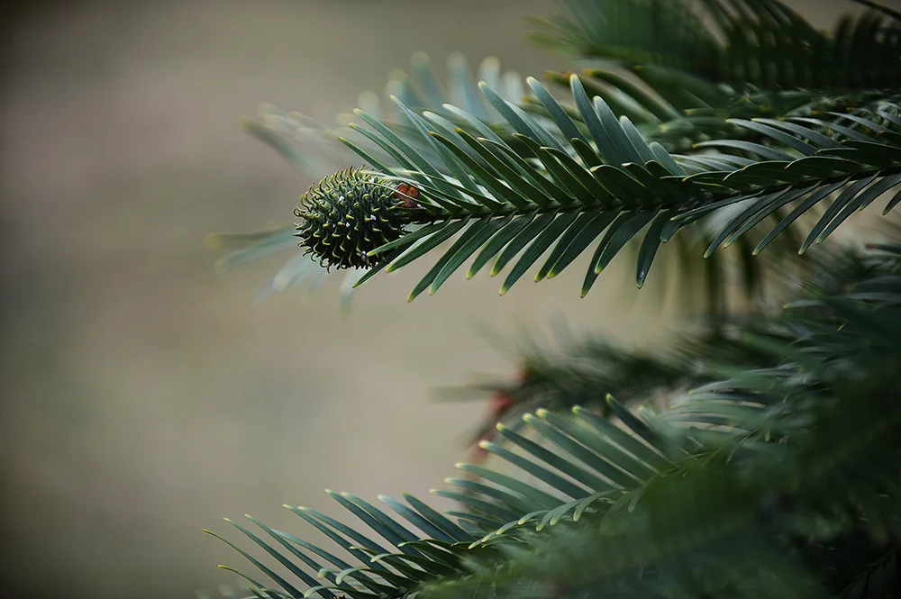 131029wollemipine.jpg