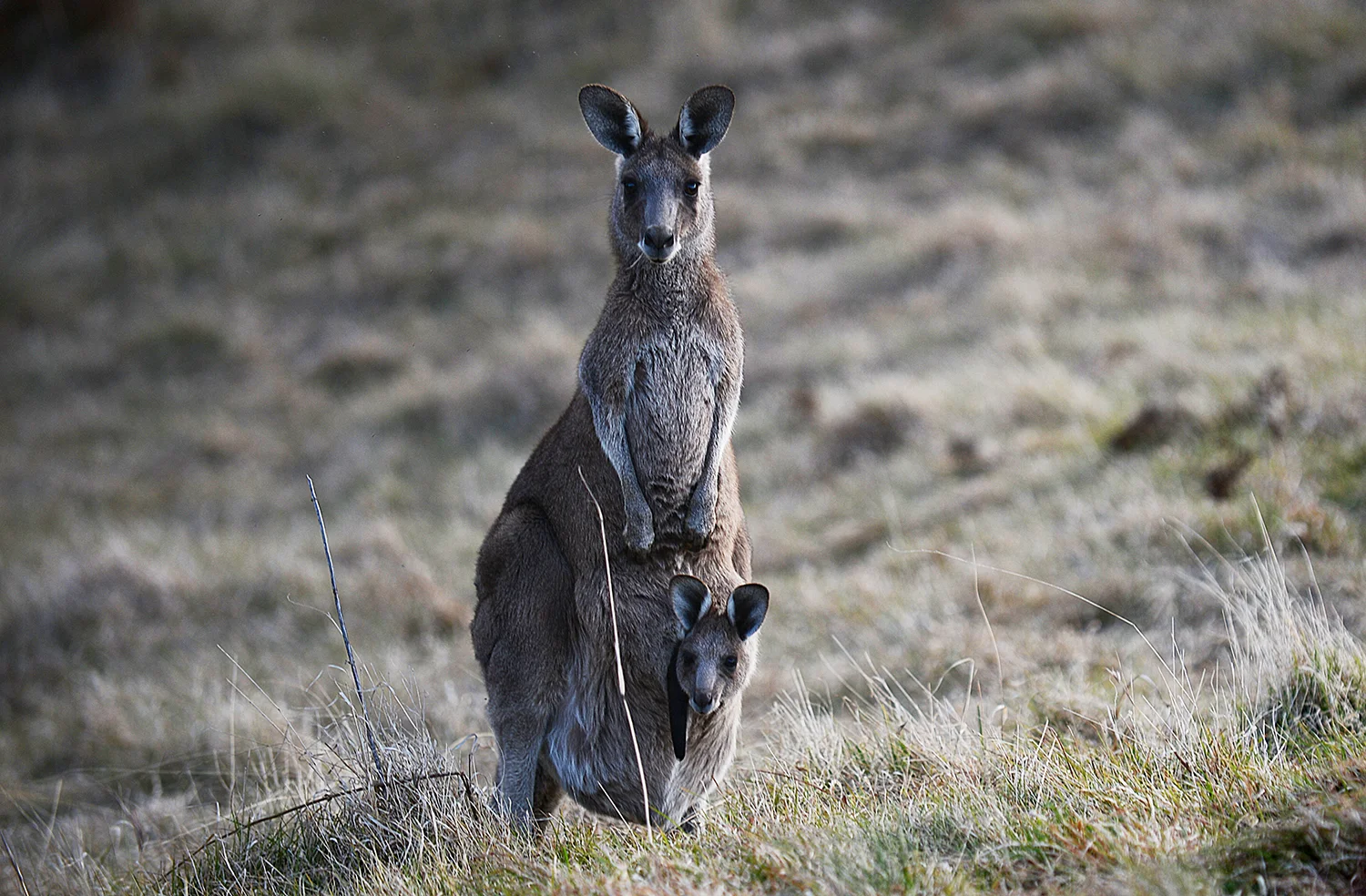 australia23.jpg